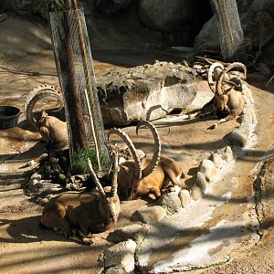 Nubian Ibex Bachelors