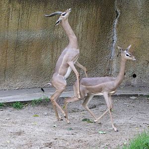 Gerenuk Attempted Mating