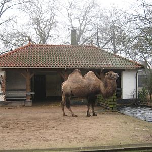 Bactrian camel