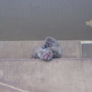 Japanese macaques