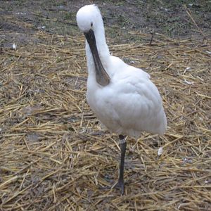 Spoonbill