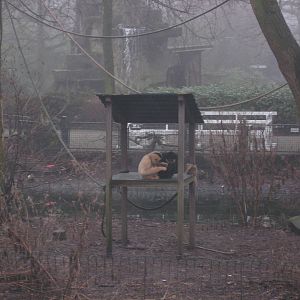 White-cheeked gibbons