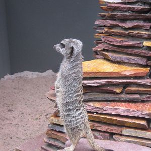 Meerkat