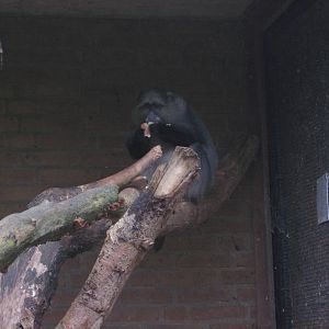 White-cheeked guenon