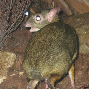 Javan mouse-deer