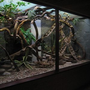 Tree shrew enclosure