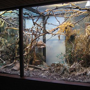 Pygmy marmoset enclosure