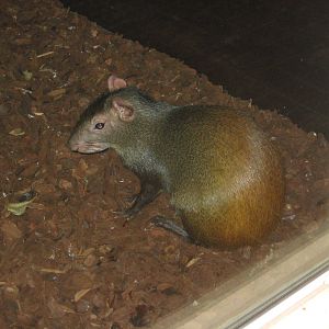 Golden-rumped agouti