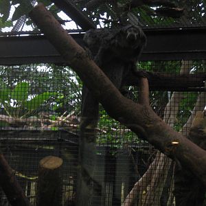 Female white-faced saki