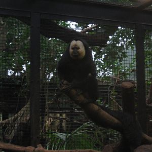 Male white-faced saki