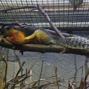 Prevost's squirrel