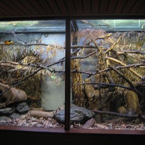 Prevost's squirrel enclosure