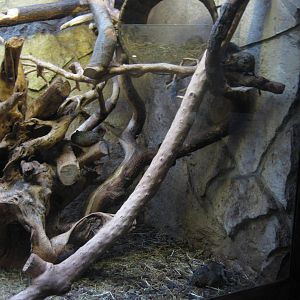 Degu enclosure