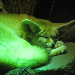Fennec fox