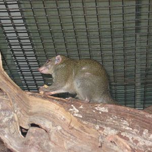 Tree shrew