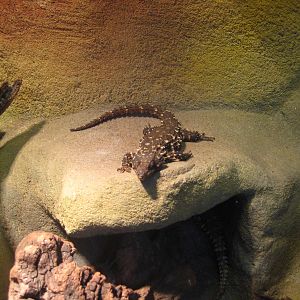 Zoutpansberg girdled lizards