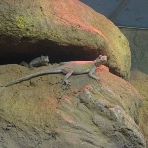 Red-headed rock agamas