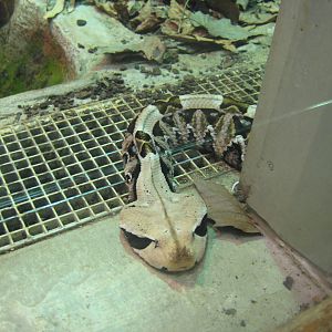 Gaboon viper