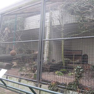 Amur leopard enclosure