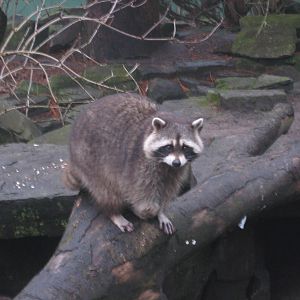 Raccoon