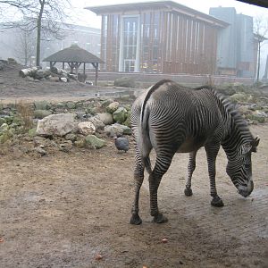 Zebra on the savannah