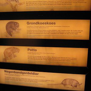 Species sharing a single enclosure in the 'Jungle by night'