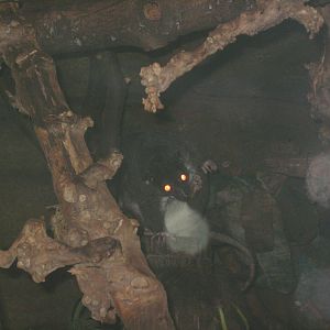 Cuscus in the 'Jungle by night'