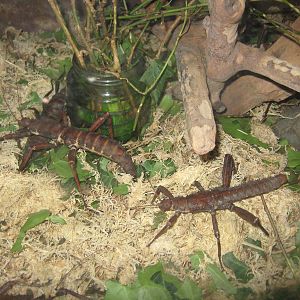 Thorny stick insects