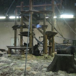 Indoor gorilla enclosure