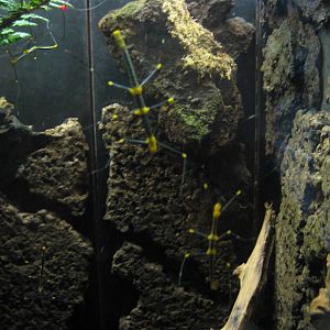 Peruvian stick insects