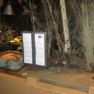 Mixed-species exhibit - Ants and antlions