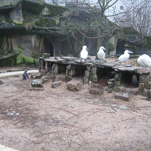 Black-footed penguins and cape gannets