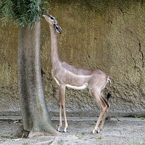 Gerenuk