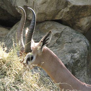 Gerenuk