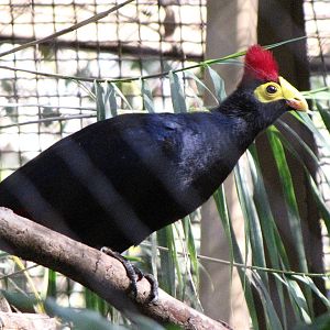 Turaco