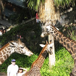 Masai Giraffes