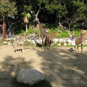 Masai Giraffes