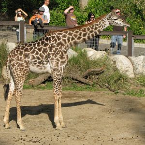 Masai Giraffe