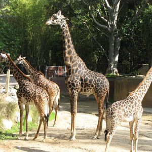 Masai Giraffes