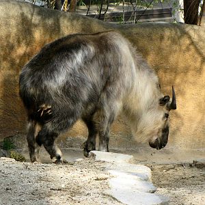 Sichuan Takin