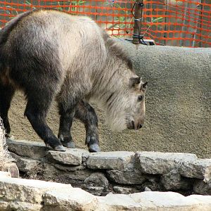 Sichuan Takin