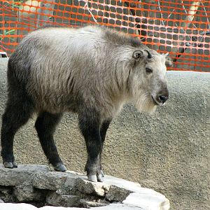 Sichuan Takin