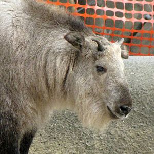 Young Sichuan Takin