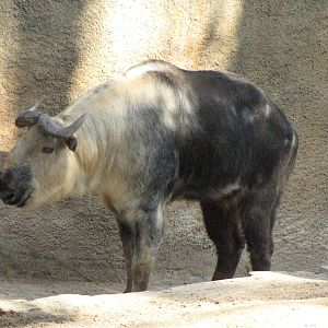 Sichuan Takin