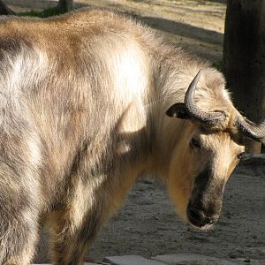 Sichuan Takin
