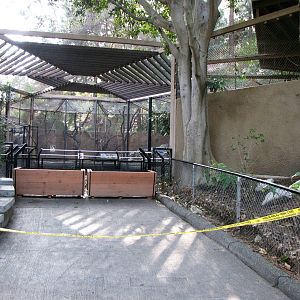 Buff-cheeked Gibbon Exhibit Closed