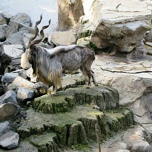 Male Markhor