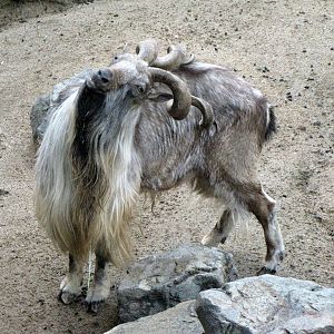 Male Markhor
