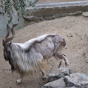 Male Markhor