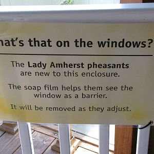 The Lady Amherst Pheasants Are Out!